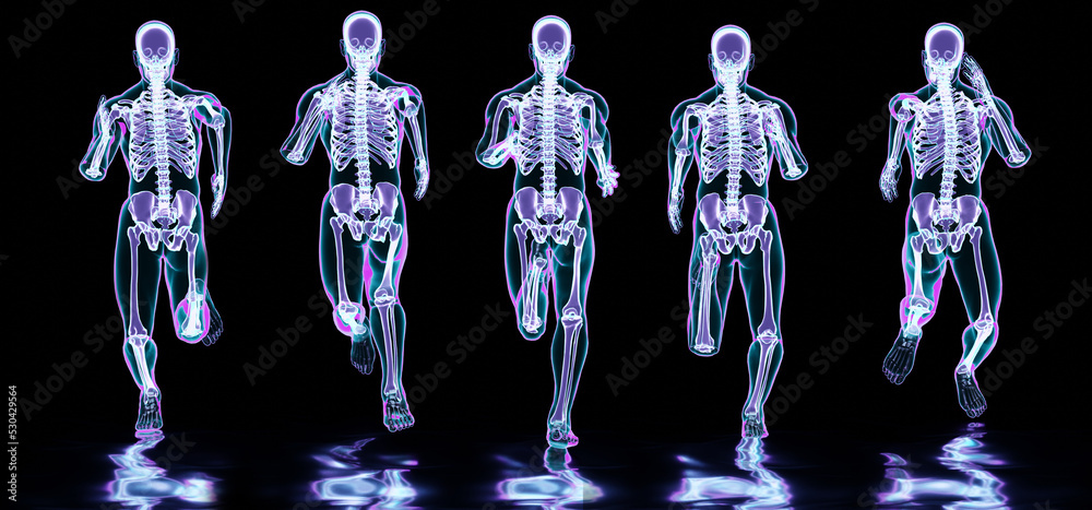 skeleton system of running man, bone Anatomy while run, human physical and sport, joggers, running man, medically accurate, fitness, Running human body in different stages, 3d render skeleton system of running man, bone Anatomy while run, human physical and sport, joggers, running man, medically accurate, fitness, Running human body in different stages, 3d render