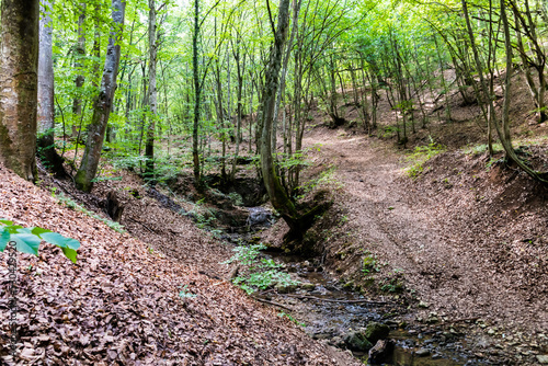 Forest and the Clocota river near of the Outlaws grotto from Geoagiu Bai, Romania. photo