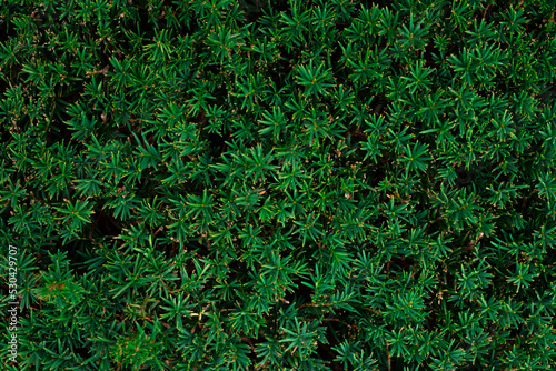Green eco background, plant fence. Coniferous plant