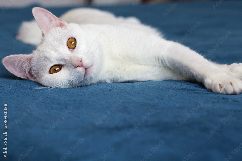 Beautiful white cat lying on a blue blanket / background, cat with yellow eyes in the foreground, close-up, portrait of a white cat