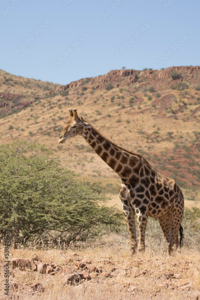 Obraz premium Giraffe