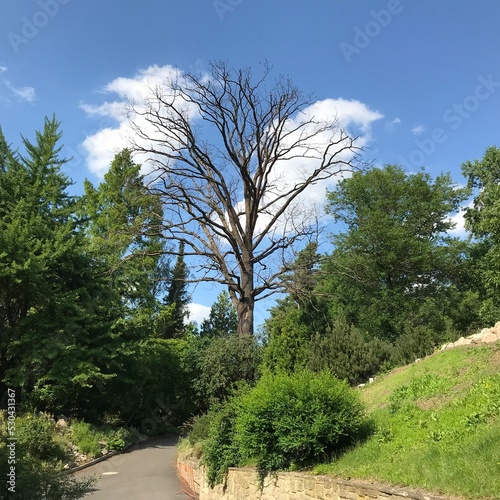 A Dry Tree among Lush Greenery