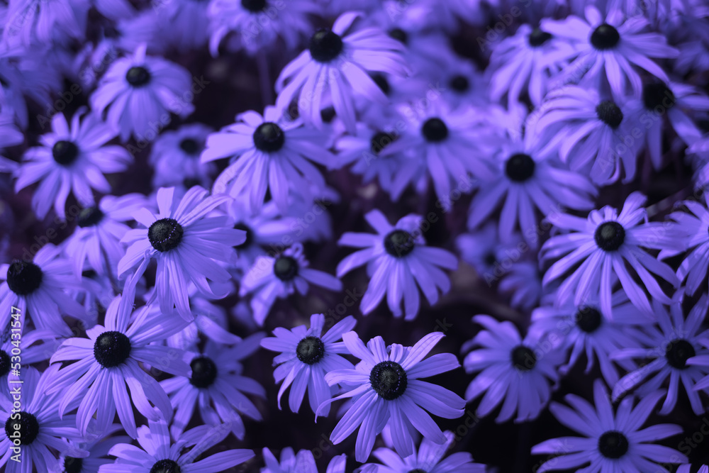 Bright colored flowers.
