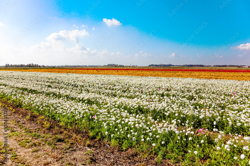 Large fields in southern Israel