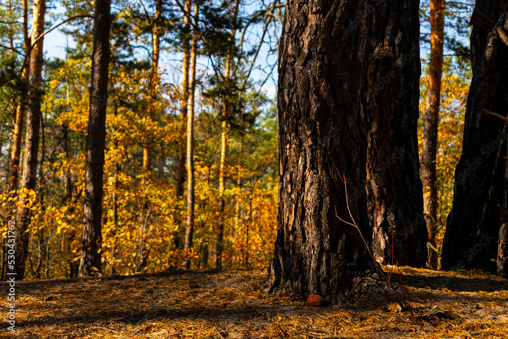 autumn background. Forest on a warm sunny autumn day autumn background. Forest on a warm sunny autumn day
