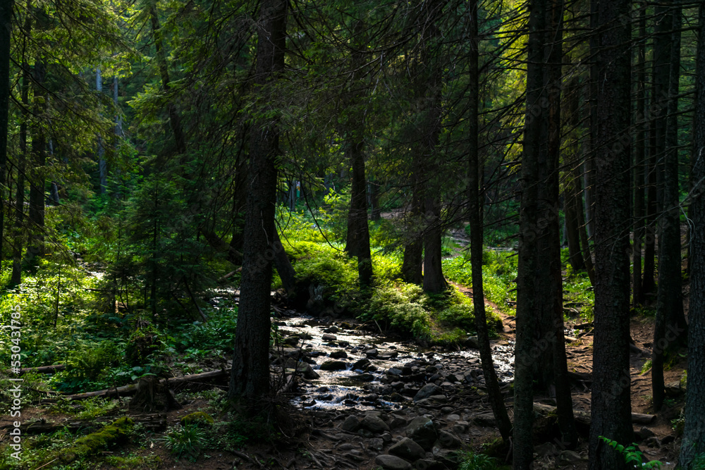 Stream in the forest. dense untouched forest with a river