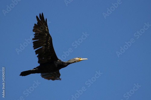 cormorant in flight © Robert