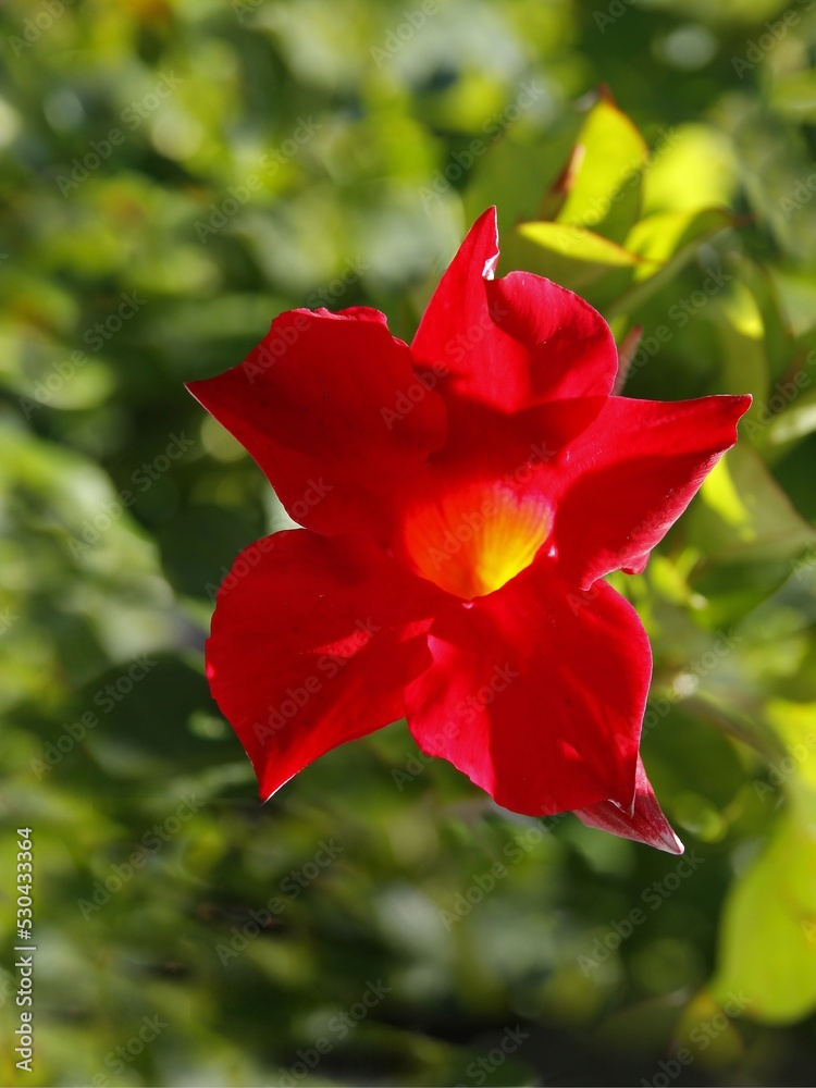 pretty red flowers of climbing plant  Mandevilla Sanderi