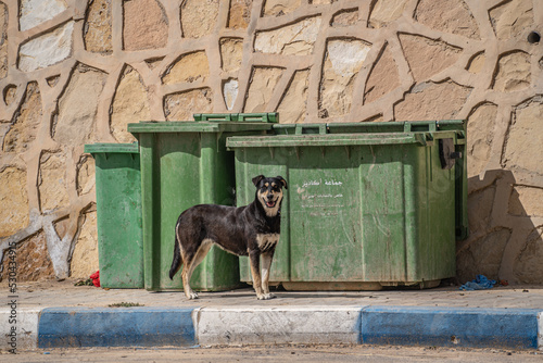 Stray black dog in front of garbage bins in morocco