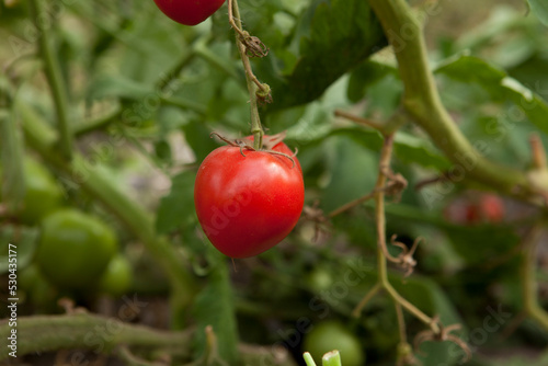 tomate rojo en cosecha