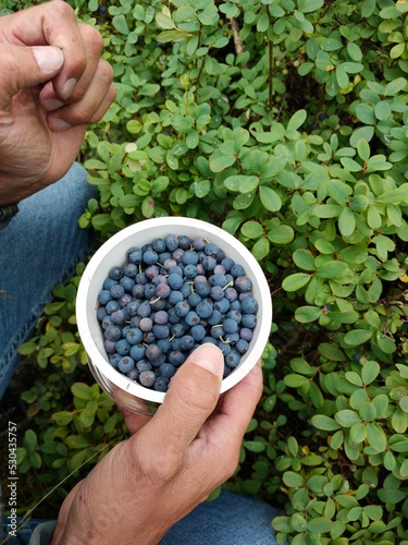blueberries in a hand
