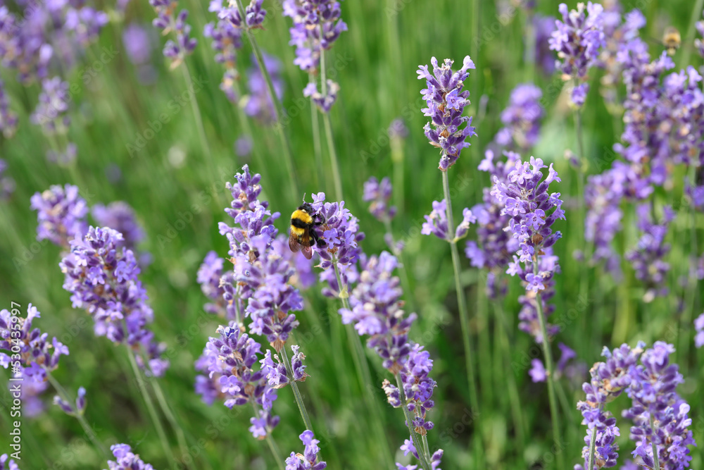 Bumblebee pollinator insect flying over fragrant lavender flowers Bumblebee pollinator insect flying over fragrant lavender flowers