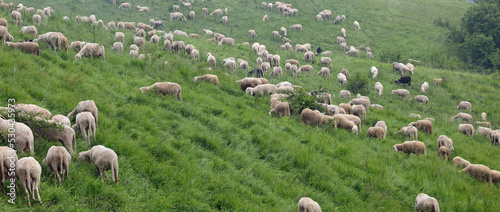 flock with many white shorn sheep grazing in the mountains