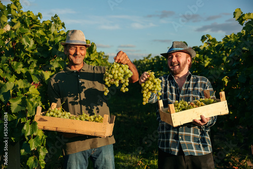 Front view looking at camera smile happy in vineyard two elderly winegrower men in one hand a box in the other a bunch of grapes. Farmers brothers joyfully and proudly show the harvest.