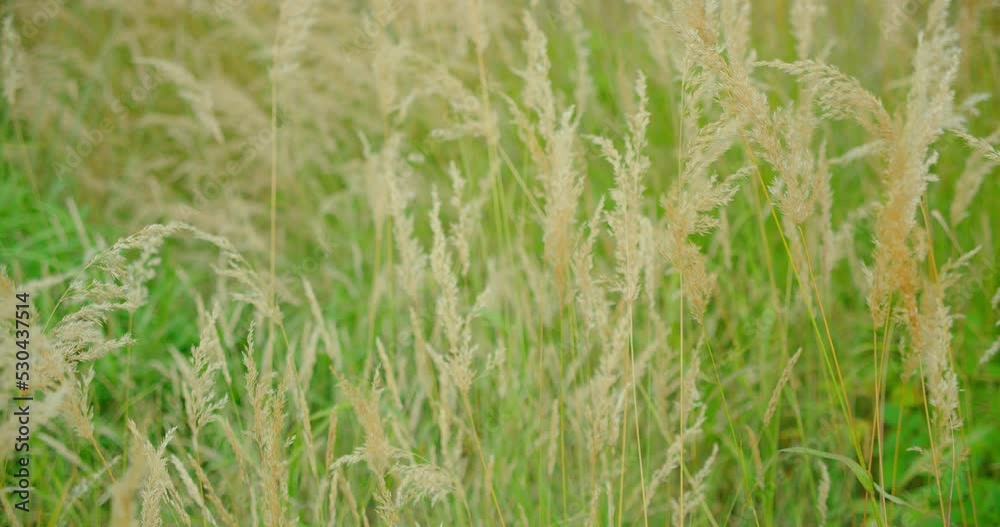 Relax calm scenery nature landscape. Golden light is reflected on the sbels. Nobody. Warm autumn evening. Pasture. Dry grass field. Blurred background. Close-up. Relax calm scenery nature landscape. Golden light is reflected on the sbels. Nobody. Warm autumn evening. Pasture. Dry grass field. Blurred background. Close-up.
