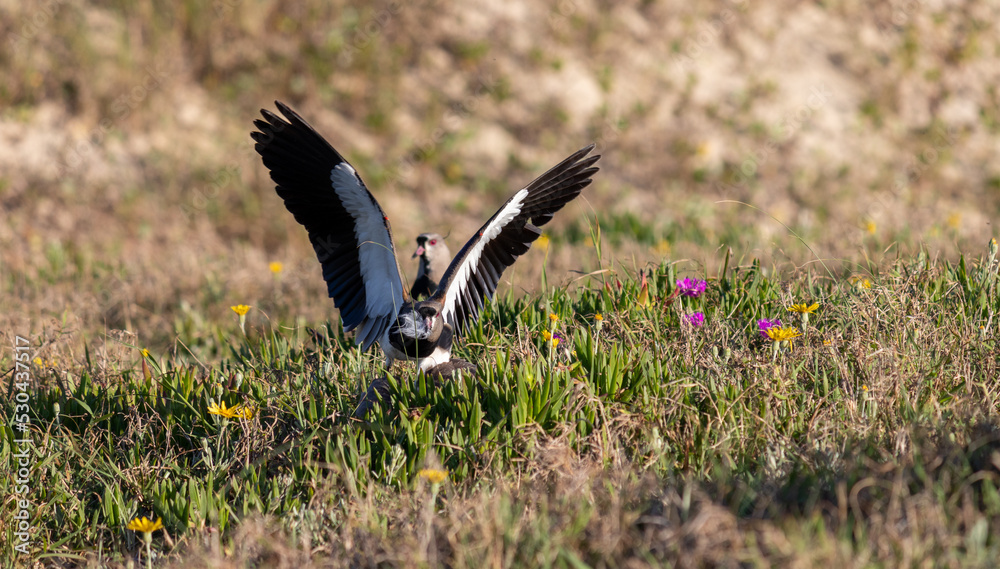 Obraz premium Photograph of a Southern lapwing. The bird was found on the beach of Xangri-lá, in Rio Grande do Sul, Brazil.