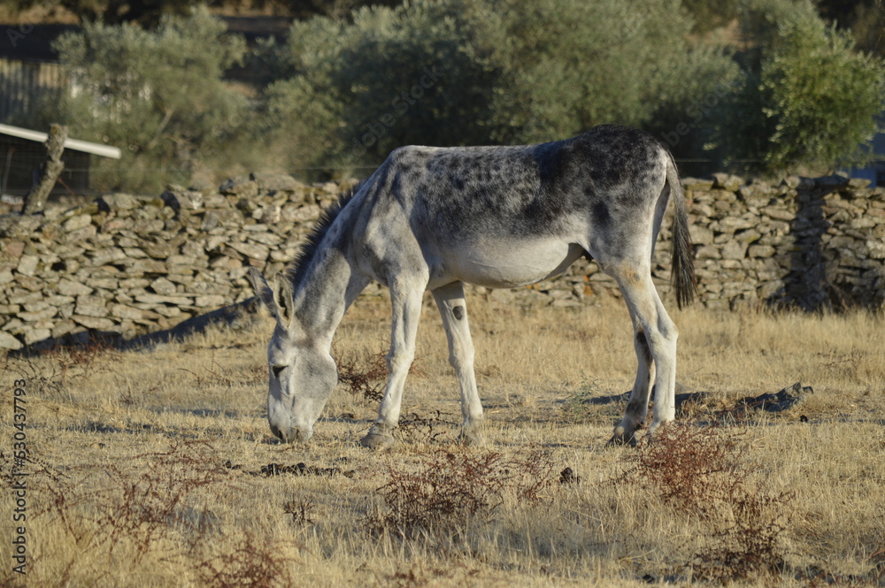 Naklejka premium Donkey
