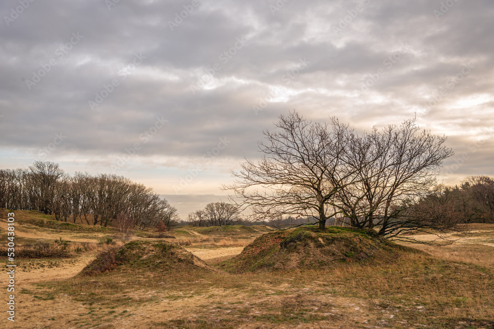 Picturesque image of the Dutch National Park De Loonse en Drunense Duinen on a cloudy day in the winter season.