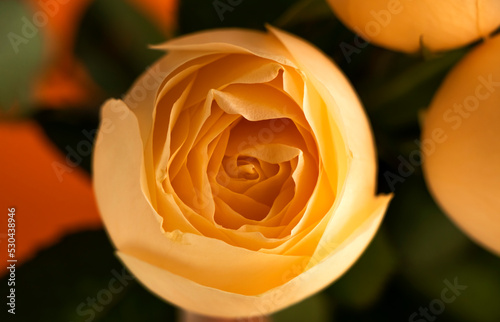 Close up of long stem yellow friendship roses in natural sunlight. Yellow hibiscus flower ready to bloom. rose petals. Peach roses flower fabric for background  Abstract  Texture  Blurred background