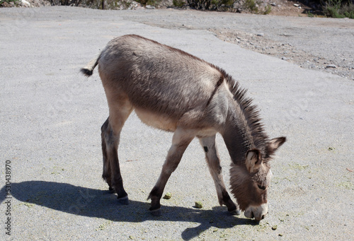 Canvas Print Wild donkeys in Nevada near a old ghost town