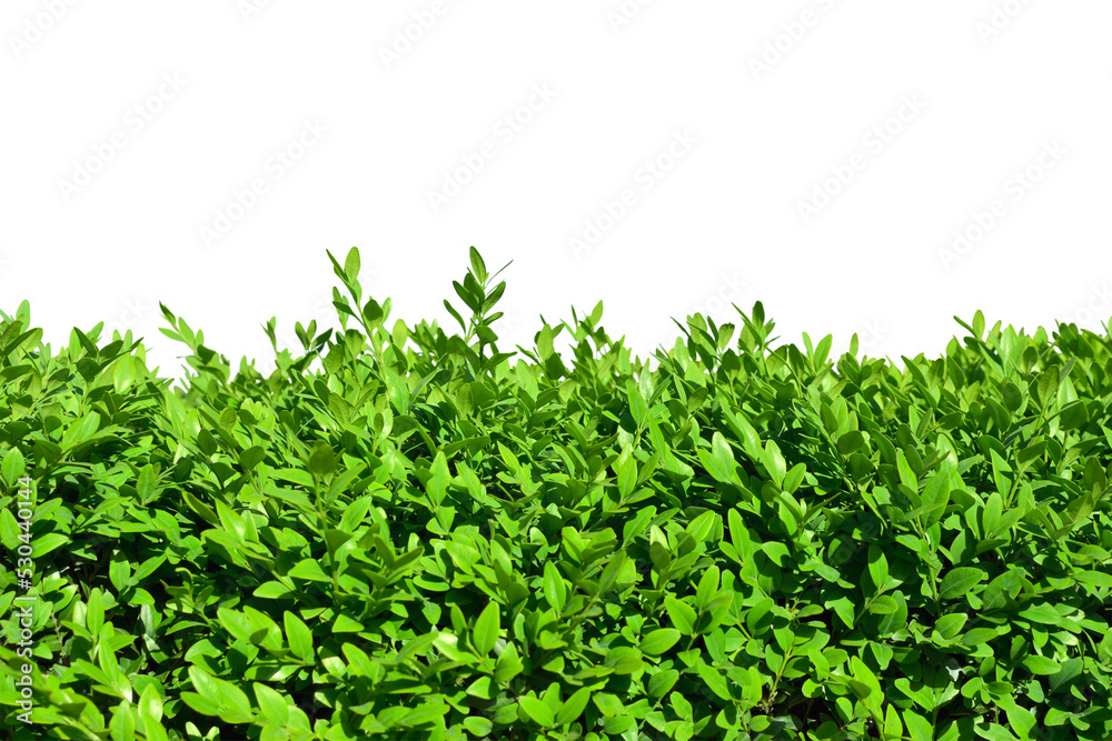 Hedges of boxwood on a white background Hedges of boxwood on a white background