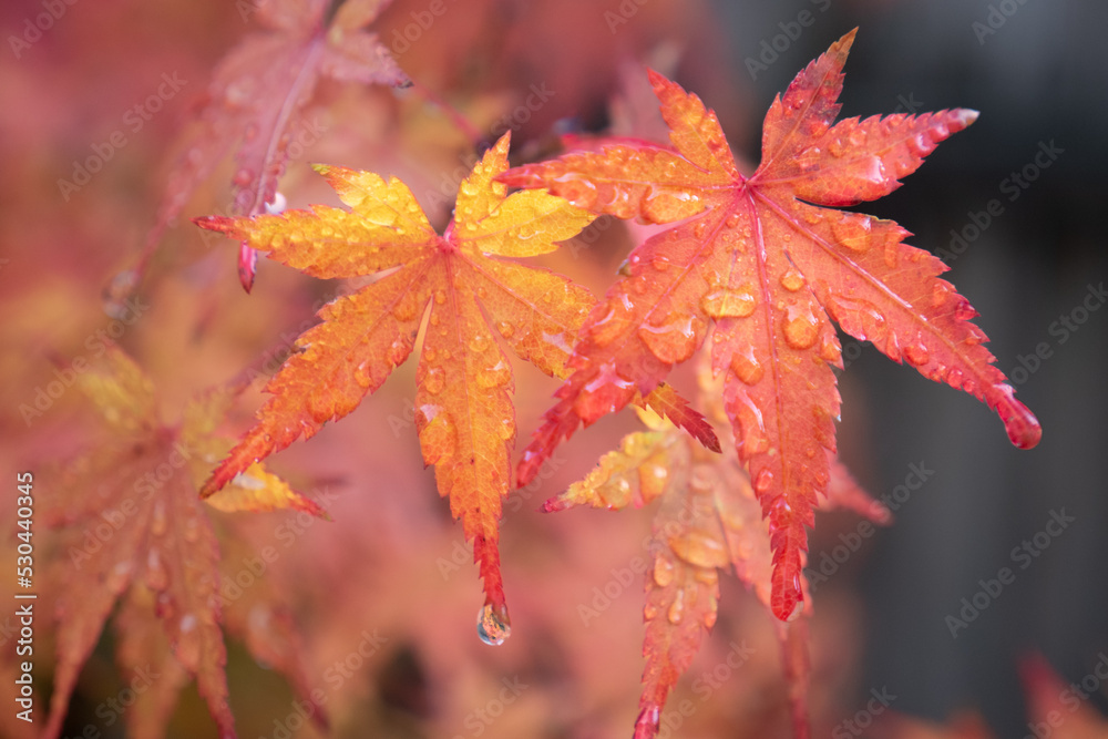 Japanese Maple Foliage in the Rain Japanese Maple Foliage in the Rain