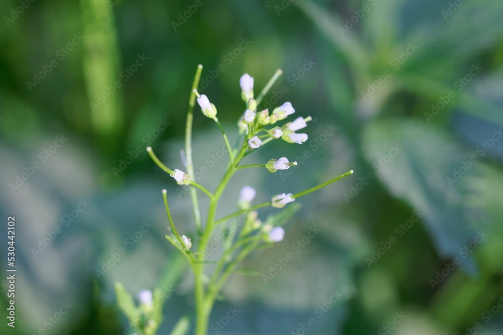 Wood bitter cress, Cardamine flexuosa Wood bitter cress, Cardamine flexuosa