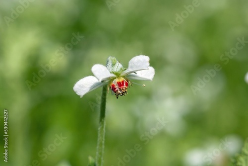 Blumenbachia hieronymi photo