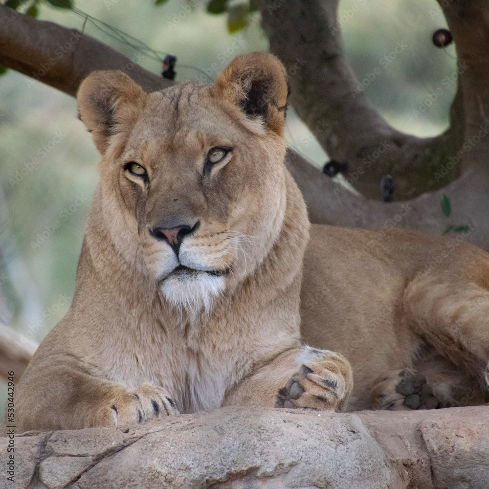 Lioness Lioness