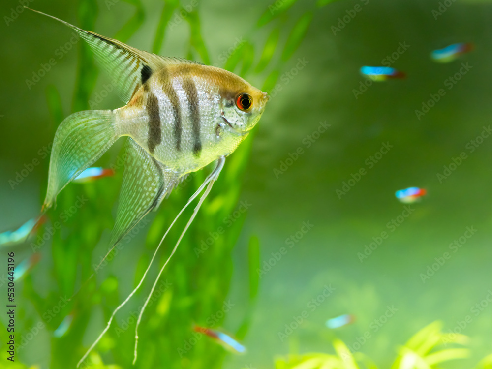Floating Pterophyllum scalare or angelfish in tank. Freshwater aquarium