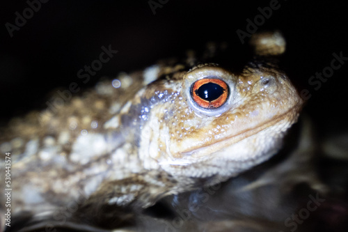 close up of a common toad in a creek at night