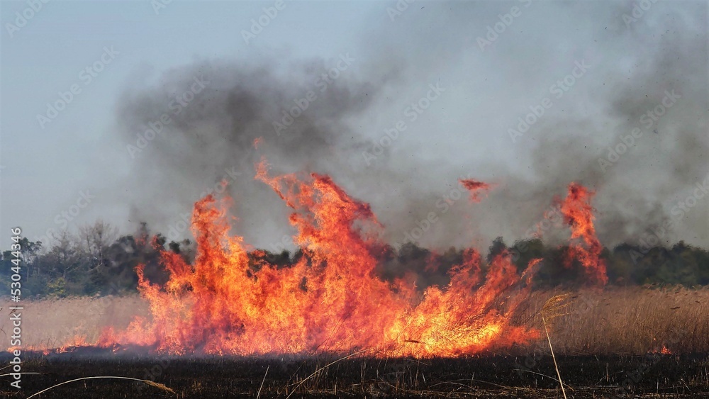 Obraz premium 爆発的に広がる大火の炎