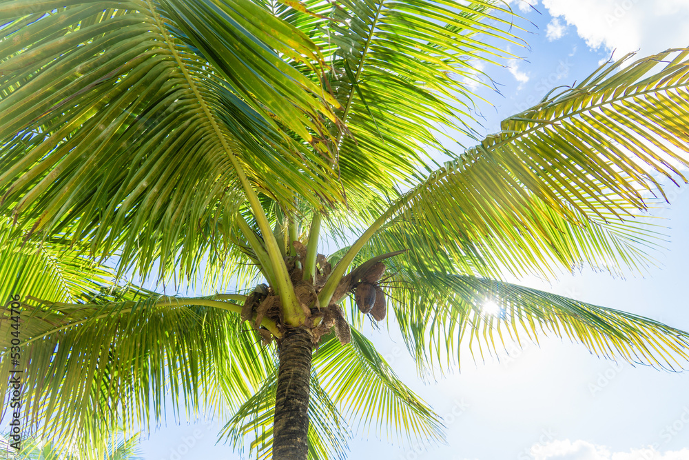 The crown of a coconut palm against the backdrop of a sunny sky. Palm leaves are flooded with sun.