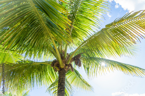 The crown of a coconut palm against the backdrop of a sunny sky. Palm leaves are flooded with sun.