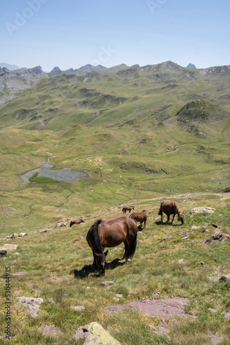 horses pacing free in the mountains of the pyrenees in France © urdialex