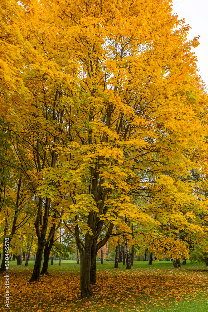 Beautiful maple trees in the park in autumn