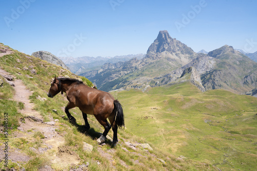 horse walking up a green hill in the mountains of the Pyrenees