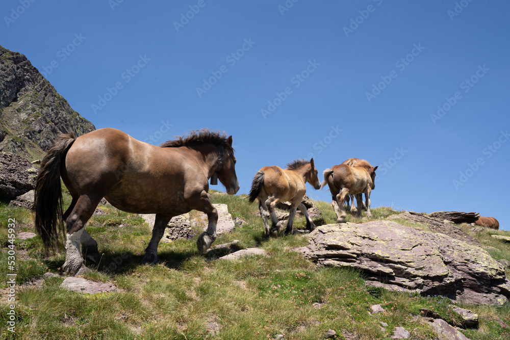 horses pacing free in the mountains of the pyrenees in France