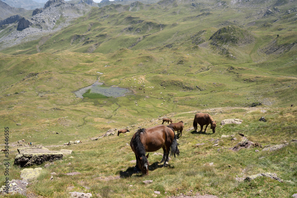 horses pacing free in the mountains of the pyrenees in France horses pacing free in the mountains of the pyrenees in France