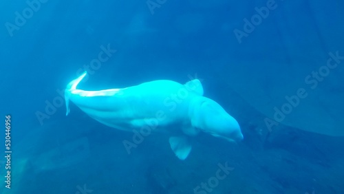 Foto Water Fin Underwater Beluga whale Fluid Marine biology