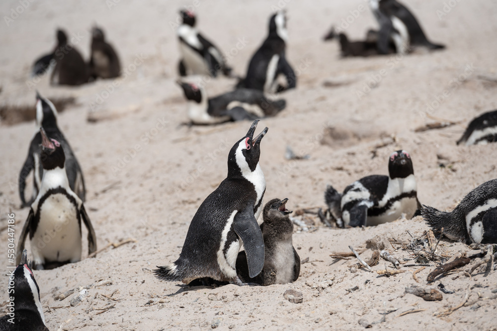 Naklejka premium Penguins with babies sunbathing at Boulders beach