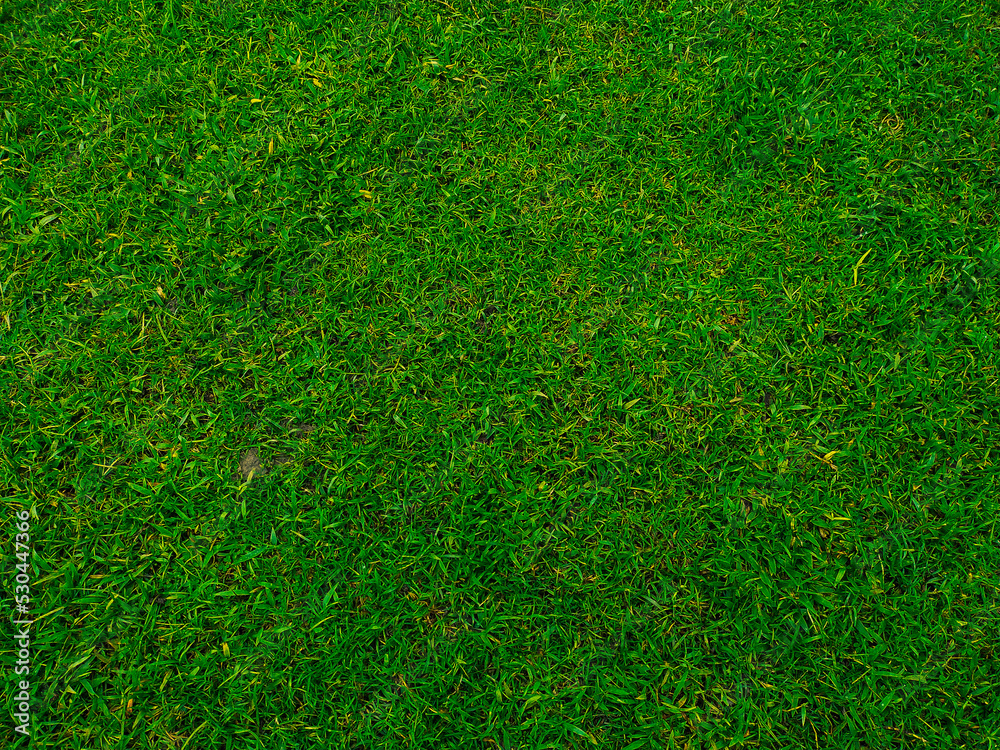Obraz premium Green grass texture background Top view of bright grass garden Idea concept used for making green backdrop. lawn for training football pitch. green lawn pattern textured background.