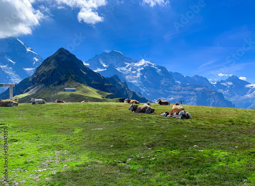Cows relaxing at the meadow in the mountains © Filip