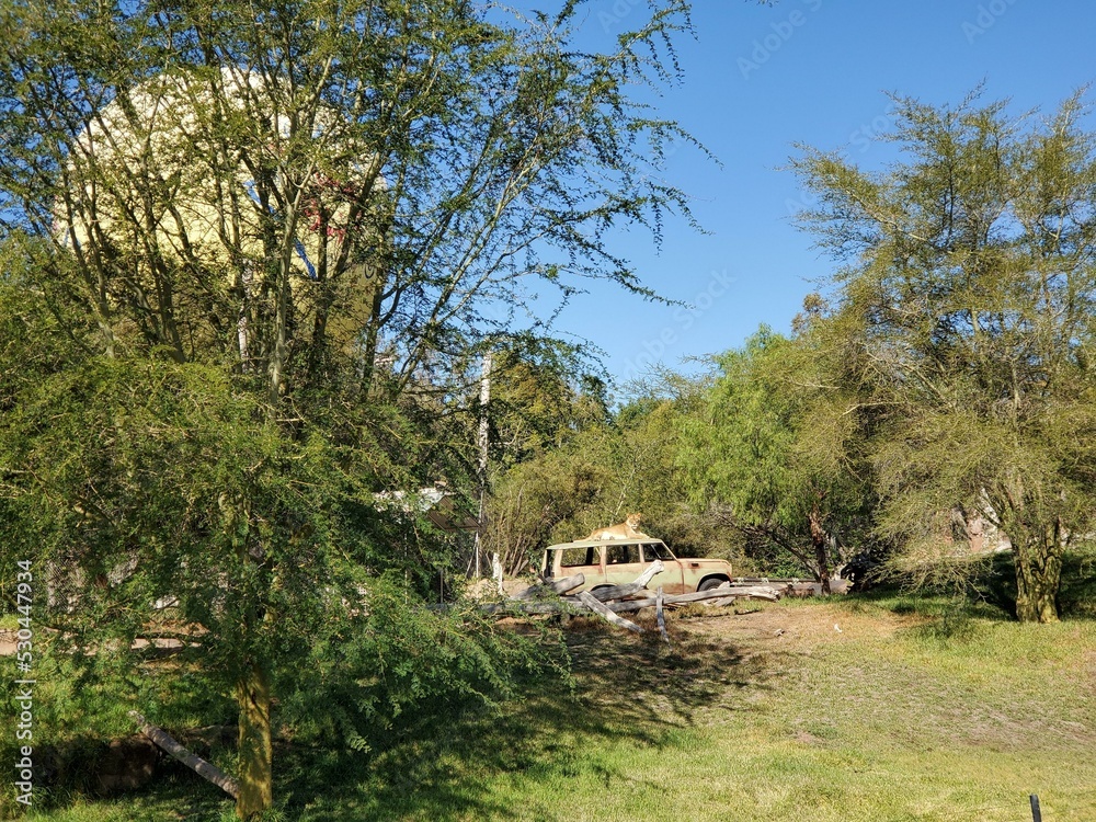 Plant Sky Branch Tree Natural landscape Vegetation Plant Sky Branch Tree Natural landscape Vegetation