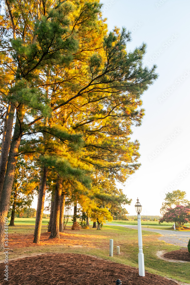 Golden hour light on pine trees on a rural street in Tidewater, Virginia