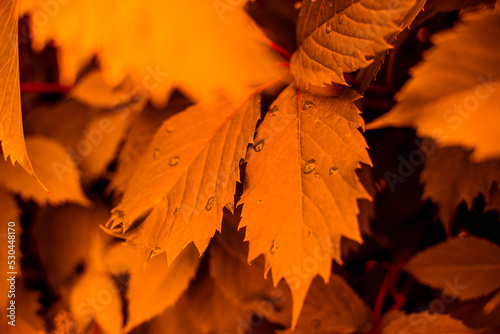 Autumn red leaves. natural background