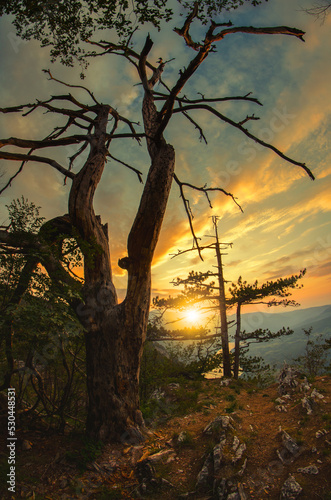 Beautiful landscape showing old tree on the peak of the mountain during summer sunset