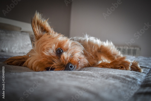Perro Yorkshire tumbado en la cama posando. mirando con las orejas subidas 