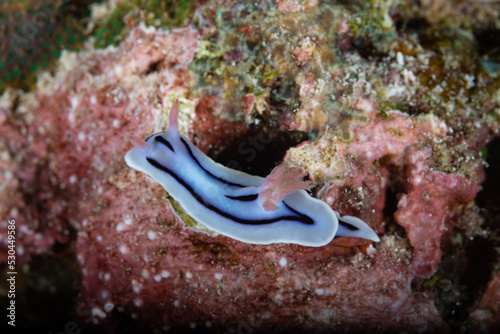 Blue with black stripes nudibranch on the coral