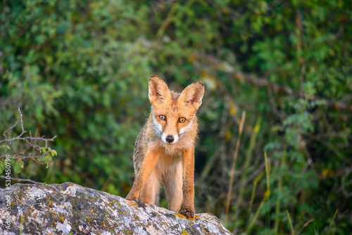 Portrait red fox Vulpes vulpes on a beautiful background